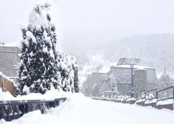 Snow on tree in El Tarter