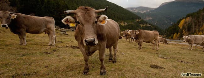 Mountain Cows