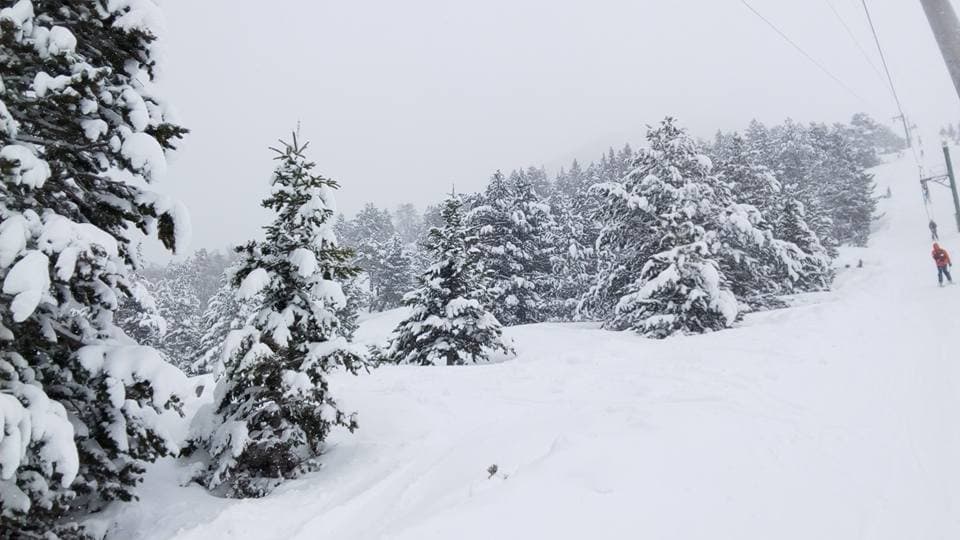 Snowy trees and ski lift