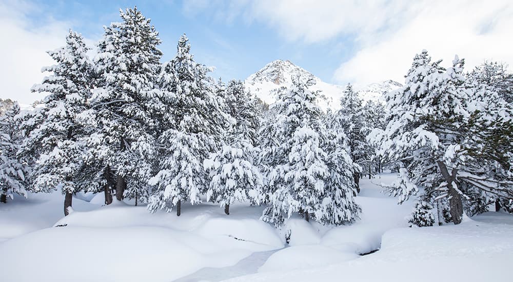 Snow trees, perfect winter scene